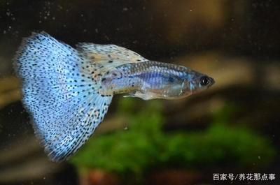 熱帶魚適宜的燈光顏色：熱帶魚適宜的燈光顏色介紹 水族燈（魚缸燈） 第5張