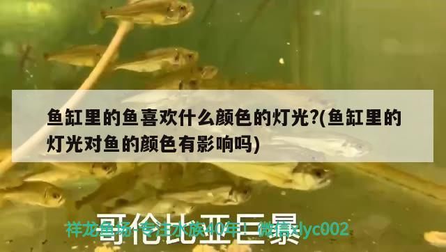 熱帶魚適宜的燈光顏色：熱帶魚適宜的燈光顏色介紹 水族燈（魚缸燈） 第2張