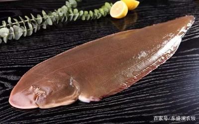 龍魚是海魚嗎：龍魚不是海魚，而是淡水魚 龍魚百科 第5張