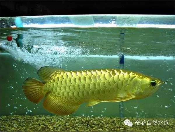 龍魚(yú)為什么不能在中國(guó)繁殖：龍魚(yú)在中國(guó)繁殖時(shí)面臨諸多挑戰(zhàn)，龍魚(yú)性別鑒別方法有哪些 龍魚(yú)百科 第4張