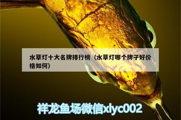 水草燈選擇與使用指南：如何根據(jù)水草類型選擇合適的水草燈 水族燈（魚缸燈）