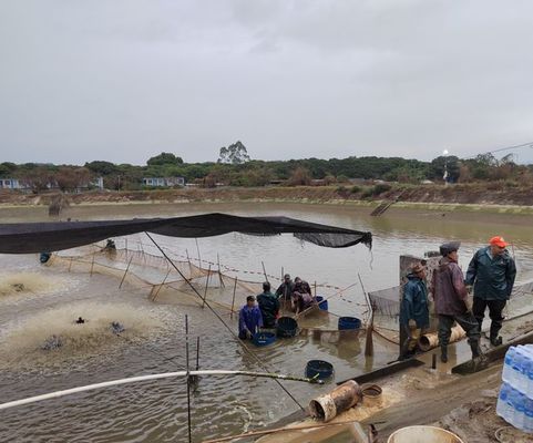 細(xì)線銀板魚苗飼料選擇指南：人工飼料類,細(xì)線銀板魚苗飼料配方,浮游生物培養(yǎng)技術(shù)要點(diǎn) 細(xì)線銀板魚苗 第6張