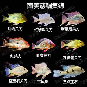 紅眼白子關(guān)刀魚繁殖水質(zhì)管理：紅眼白子關(guān)刀魚的繁殖水質(zhì)管理 白子關(guān)刀魚 第4張