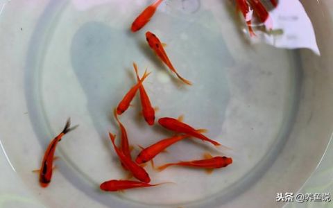 魚缸飼養(yǎng)密度最佳實踐：如何根據(jù)不同種類的魚來確定最佳飼養(yǎng)密度 魚缸百科 第2張