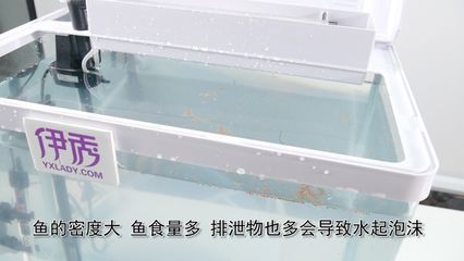 魚缸飼養(yǎng)密度最佳實踐：如何根據(jù)不同種類的魚來確定最佳飼養(yǎng)密度 魚缸百科 第4張