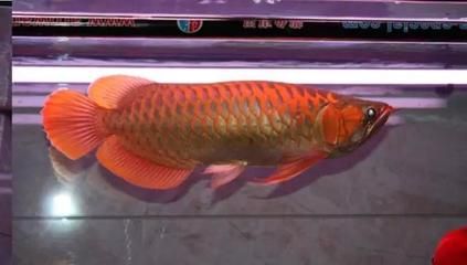 紅龍魚(yú)水位要多高：紅龍魚(yú)水位管理技巧,紅龍魚(yú)適宜水位高度 紅龍魚(yú)百科 第2張