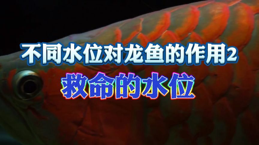 紅龍魚(yú)水位要多高：紅龍魚(yú)水位管理技巧,紅龍魚(yú)適宜水位高度 紅龍魚(yú)百科 第1張