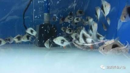 銀板魚適宜水溫控制技巧：銀板魚最佳生長水溫，銀板魚水溫波動影響，銀板魚水質(zhì)管理方法 細(xì)線銀板魚苗 第2張