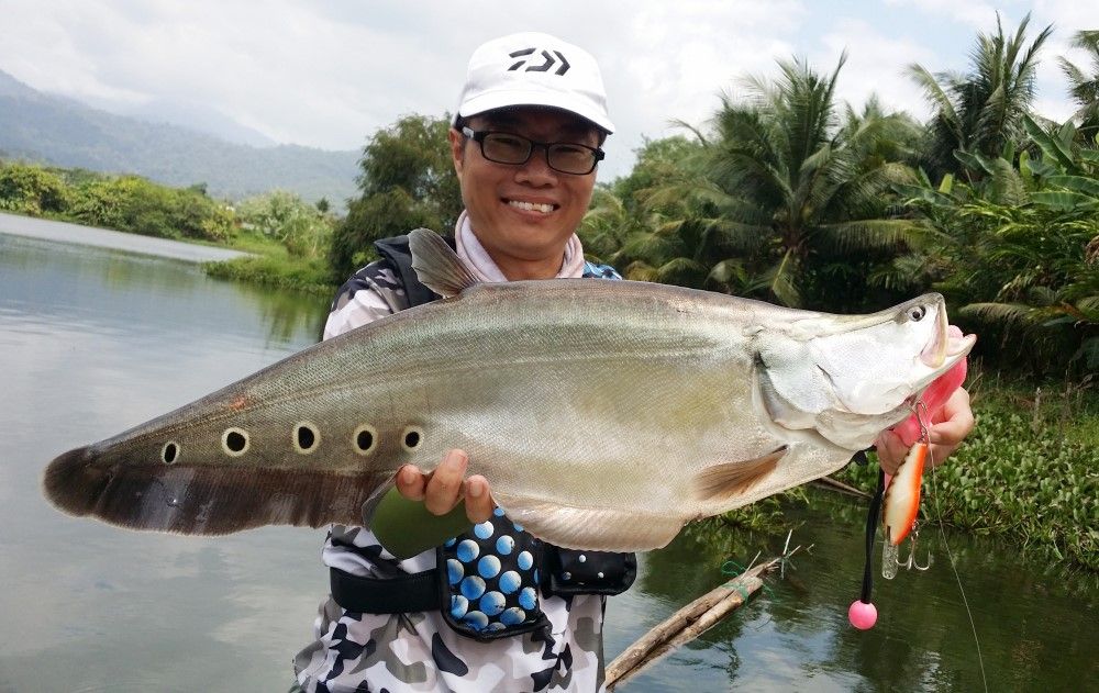 白子關刀魚活餌捕撈方法：白子關刀魚活餌捕撈工具的制作方法白子關刀魚活餌飼料選擇 白子關刀魚 第1張