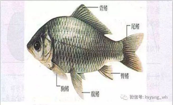 如何判斷關(guān)刀魚性別：關(guān)于關(guān)刀魚性別判斷的方法 白子關(guān)刀魚 第2張