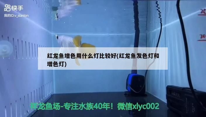 龍魚(yú)老孫的水族用品店客服電話 龍魚(yú)百科 第1張