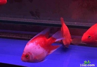 紅珍珠關(guān)刀魚飼料保存方法：紅珍珠關(guān)刀魚的飼料保存方法 白子關(guān)刀魚 第4張