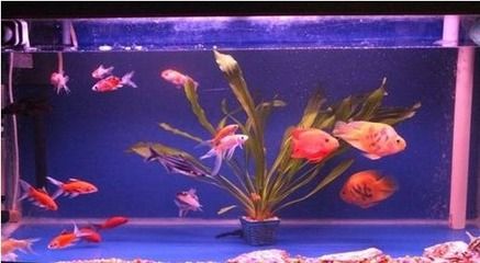 紅珍珠關(guān)刀魚飼料保存方法：紅珍珠關(guān)刀魚的飼料保存方法 白子關(guān)刀魚 第1張