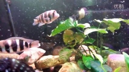 紅珍珠關(guān)刀魚飼料保存方法：紅珍珠關(guān)刀魚的飼料保存方法 白子關(guān)刀魚 第5張