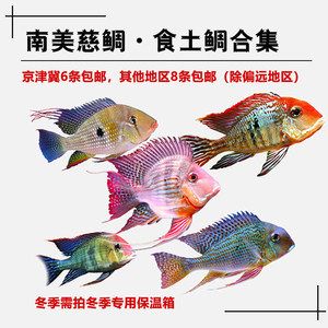 紅珍珠關(guān)刀魚飼料選擇指南：紅珍珠關(guān)刀魚飼料選擇標(biāo)準(zhǔn),冷凍飼料與活餌營(yíng)養(yǎng)對(duì)比 白子關(guān)刀魚 第4張