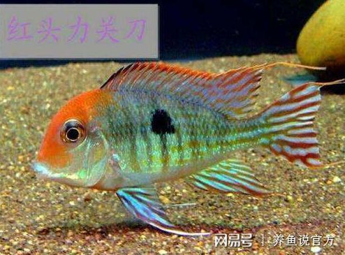 紅珍珠關(guān)刀魚繁殖水溫控制技巧：關(guān)刀魚繁殖水溫控制技巧 白子關(guān)刀魚 第4張