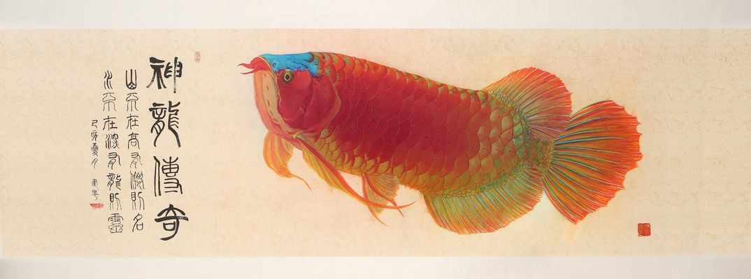 紅龍魚畫像：紅龍魚品種鑒別技巧紅龍魚畫像藝術(shù)價(jià)值 紅龍魚百科 第4張