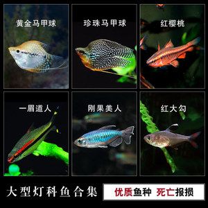 避免混養(yǎng)燈科魚類的原因是什么：不同種類的魚可能具有不同的食性和食物偏好的食物偏好 水族燈（魚缸燈） 第2張