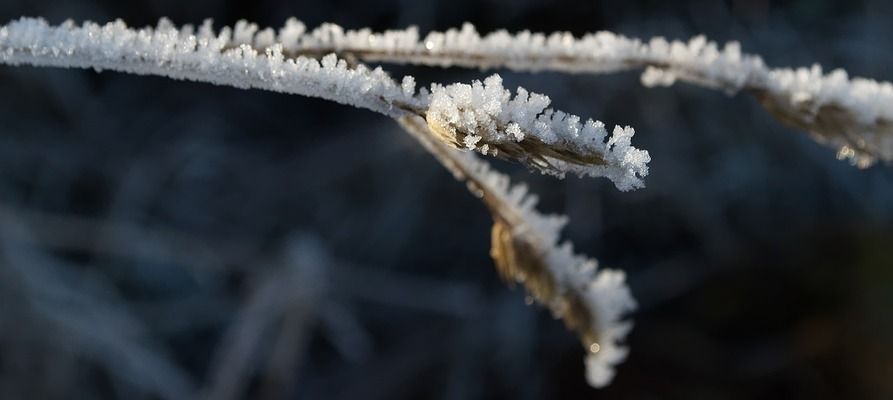 雪龍魚的養(yǎng)殖技巧：雪龍魚適宜的飼料種類，如何保持魚缸水質(zhì)清潔 龍魚百科 第4張