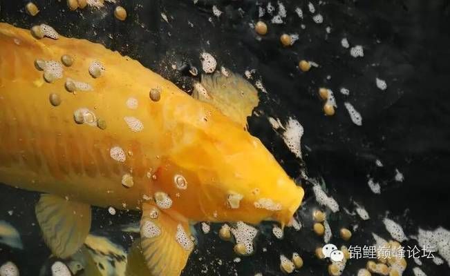 金龍魚一般多大開始繁殖后代：如何提高金龍魚的繁殖成功率？ 水族問答 第1張