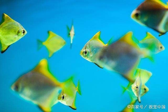 金龍魚一般多大能繁殖：金龍魚在產(chǎn)卵后多久可以孵化出幼魚，如何照顧剛孵化的幼魚 水族問答 第2張