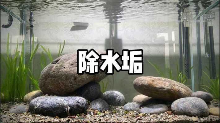 用什么材質(zhì)擦魚缸好：自制魚缸清潔劑配方 魚缸百科 第2張