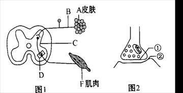 銀版魚最佳孵化溫度范圍：銀板魚孵化溫度范圍 細線銀板魚苗 第2張