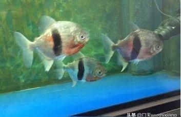 細線銀版魚幼魚飼料配比：如何自制細線銀版魚幼魚飼料，細線銀版魚幼魚飼料保存方法 細線銀板魚苗 第2張