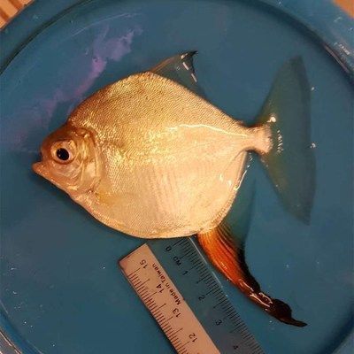 細線銀版魚幼魚飼料配比：如何自制細線銀版魚幼魚飼料，細線銀版魚幼魚飼料保存方法 細線銀板魚苗 第4張