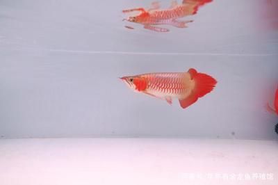 養(yǎng)紅龍魚要多大的魚缸好：養(yǎng)紅龍魚需要注意的幾點(diǎn)，養(yǎng)紅龍魚需要注意以下幾點(diǎn) 紅龍魚百科 第2張