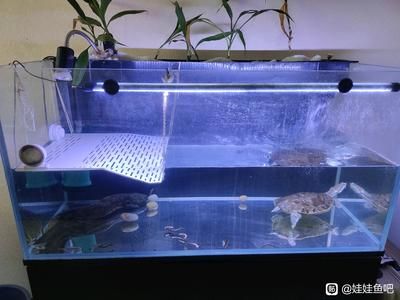 一米魚缸養(yǎng)多少魚：一米魚缸適合養(yǎng)哪些小型魚 魚缸百科 第3張