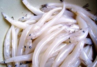 細線銀版魚營養(yǎng)需求研究：細線銀版魚的營養(yǎng)需求