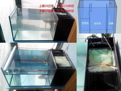 下過濾魚缸安裝視頻教程：下過濾魚缸安裝圖文教程 魚缸百科 第2張