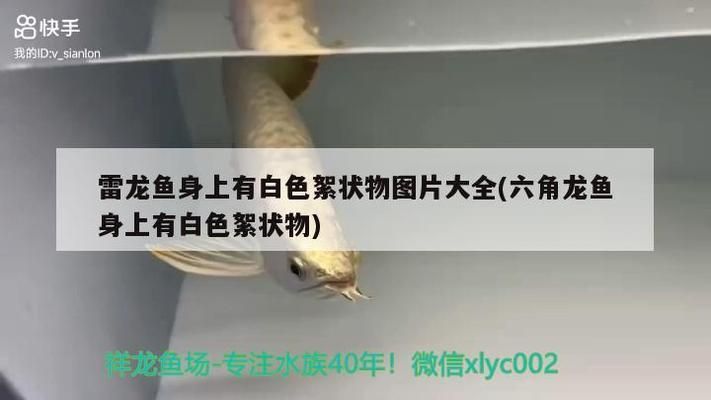 龍魚身體上粘有白色物體是什么病：龍魚水霉病的預防方法 龍魚百科 第5張