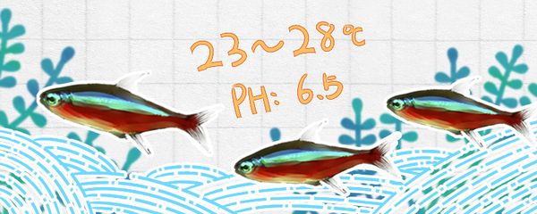 申古銀版魚適宜水溫范圍：申古銀版魚最佳生長(zhǎng)溫度,申古銀版魚水溫控制技巧 細(xì)線銀板魚苗 第1張