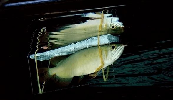 龍魚(yú)撞缸后翻肚：龍魚(yú)撞缸后翻肚怎么辦 龍魚(yú)百科 第4張