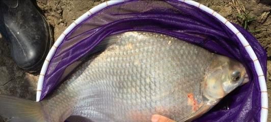 野釣龍魚：野釣龍魚最佳季節(jié)，龍魚餌料選擇指南