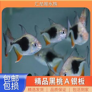 銀板魚繁殖后親魚養(yǎng)護(hù)要點(diǎn)：銀板魚繁殖后水質(zhì)管理技巧，銀板魚繁殖后環(huán)境調(diào)整方法 細(xì)線銀板魚苗 第3張