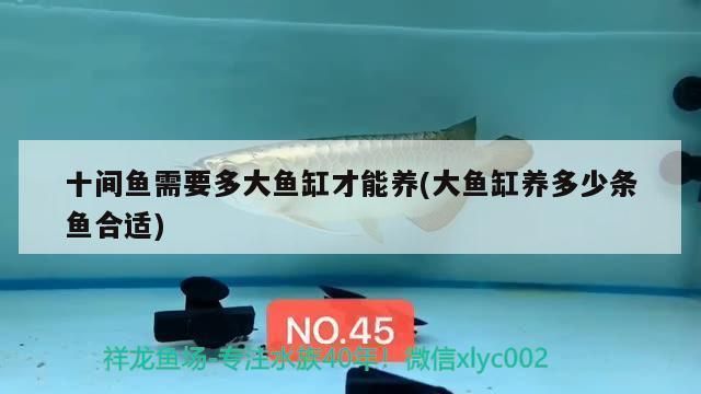 龍魚和十間能一起養(yǎng)嗎：龍魚和十間魚混養(yǎng)注意事項(xiàng) 龍魚百科 第4張