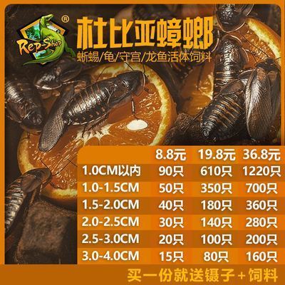 龍魚價(jià)格排行榜最新：龍魚價(jià)格排行榜 龍魚百科 第1張