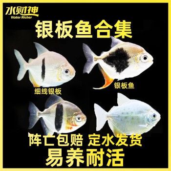 紅魔王銀板魚(yú)飼料品牌推薦：紅魔王銀板魚(yú)飼料品牌