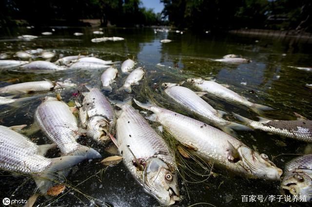 溶解氧不足對(duì)銀板魚(yú)的危害：溶解氧不足對(duì)銀板魚(yú)的危害是多方面的，銀板魚(yú)浮頭現(xiàn)象的應(yīng)對(duì)措施