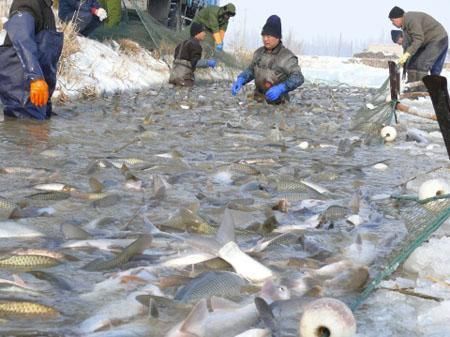 銀板魚繁殖期脂肪酸補充方法：銀板魚繁殖期水質(zhì)管理技巧，銀板魚繁殖期天然餌料選擇 細線銀板魚苗 第1張