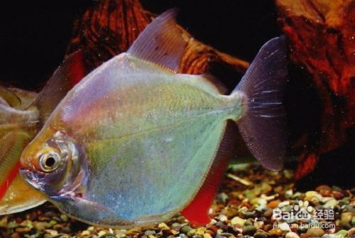 銀版魚(yú)與其他魚(yú)類(lèi)性成熟比較：銀版魚(yú)的性成熟時(shí)間及繁殖特點(diǎn)