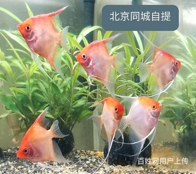 紅魔王銀版魚繁殖注意事項(xiàng)：紅魔王銀版魚繁殖周期多久