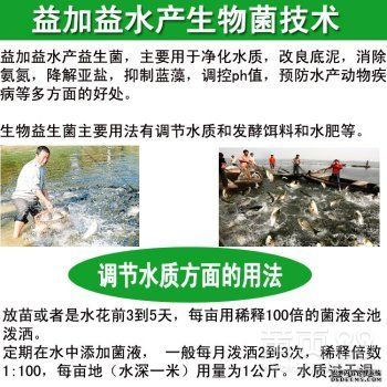 銀板魚混養(yǎng)水質(zhì)調(diào)控方法：銀板魚在混養(yǎng)時對水質(zhì)有一定的要求，水質(zhì)調(diào)控方法總結(jié) 細(xì)線銀板魚苗 第1張