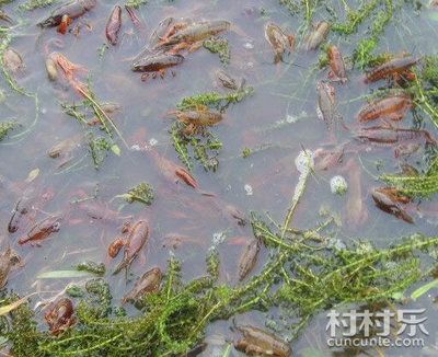 銀板魚混養(yǎng)水質(zhì)調(diào)控方法：銀板魚在混養(yǎng)時對水質(zhì)有一定的要求，水質(zhì)調(diào)控方法總結(jié) 細(xì)線銀板魚苗 第3張