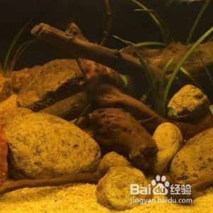 銀板魚繁殖場地布置指南：銀板魚繁殖場地布置指南：銀板魚繁殖場地布置的指南 細(xì)線銀板魚苗 第4張