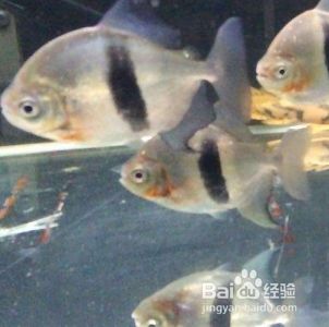 銀板魚繁殖場地布置指南：銀板魚繁殖場地布置指南：銀板魚繁殖場地布置的指南 細(xì)線銀板魚苗 第5張