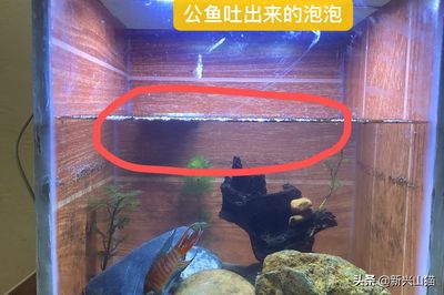 銀版魚繁殖期間如何防止公魚攻擊母魚？：銀版魚在繁殖期間攻擊母魚，這些方法可以預防和減少